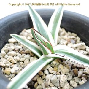 アガベ 笹の雪白覆輪斑 氷山