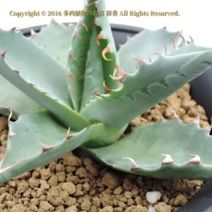 アカベ 三十三間堂