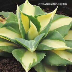 アガベ 王妃雷神 黄中斑