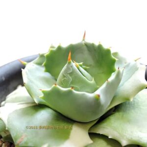 アガベ 王妃雷神 覆輪斑