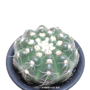 サボテン 勺薬丸