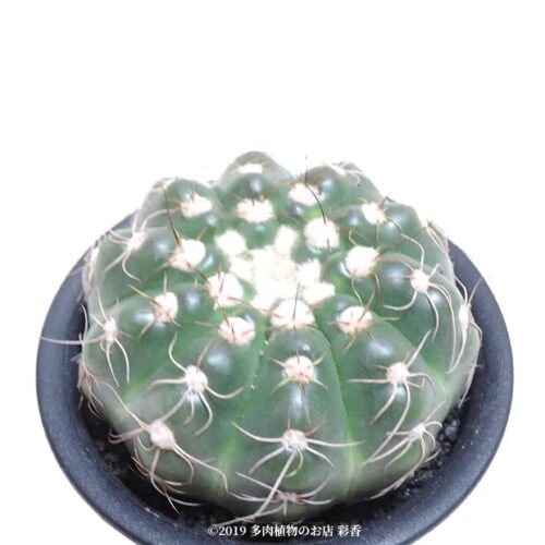 サボテン 勺薬丸
