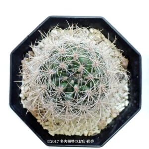 サボテン 銀翁玉