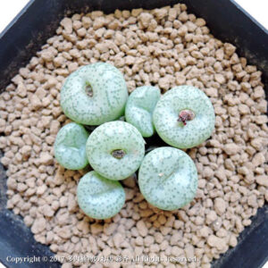 Conophytum giftbergense