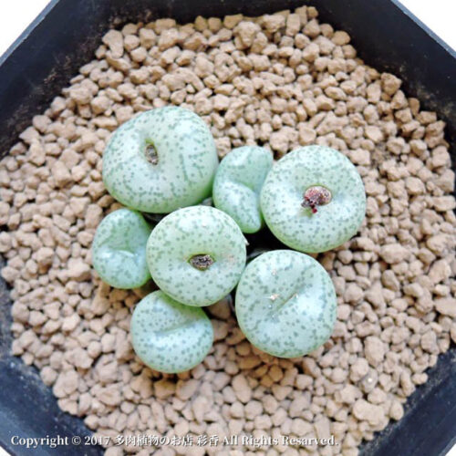 Conophytum giftbergense