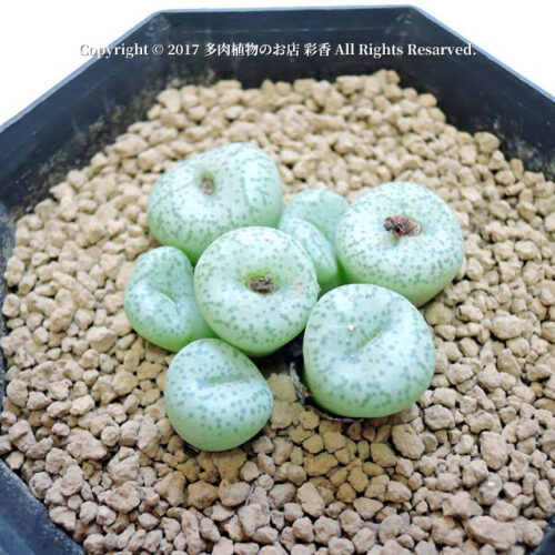 Conophytum giftbergense - 画像 (2)