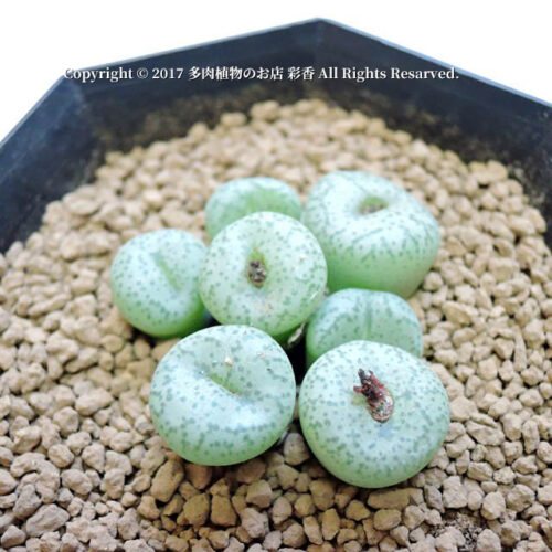 Conophytum giftbergense - 画像 (3)