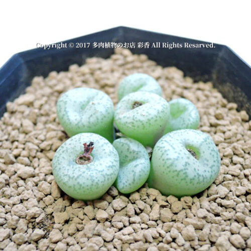 Conophytum giftbergense - 画像 (4)