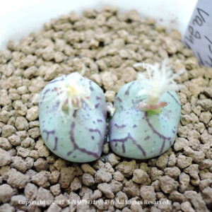 Conophytum vagum