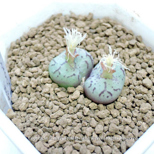 Conophytum vagum - 画像 (2)