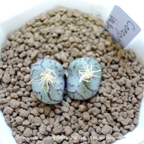 Conophytum vagum - 画像 (3)