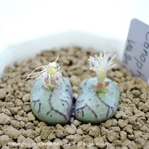 Conophytum vagum - 画像 (4)