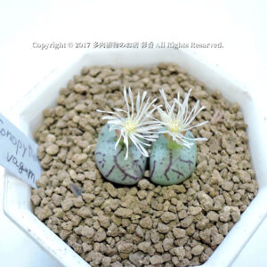 Conophytum vagum