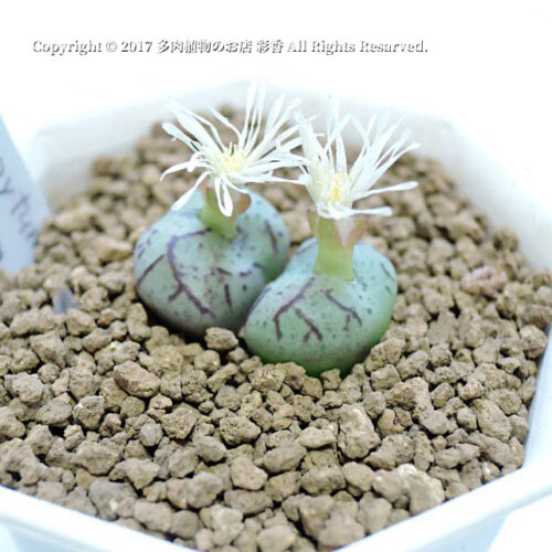 Conophytum vagum - 画像 (2)