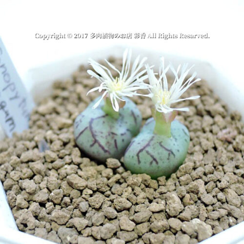 Conophytum vagum - 画像 (3)