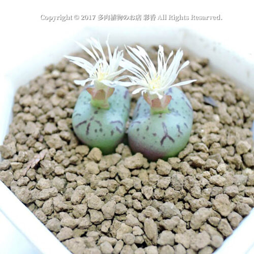 Conophytum vagum - 画像 (4)