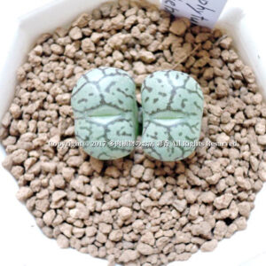 Conophytum wittebergense