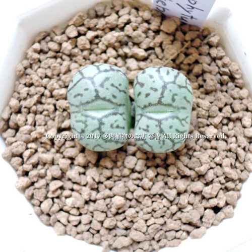 Conophytum wittebergense
