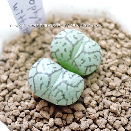 Conophytum wittebergense - 画像 (2)