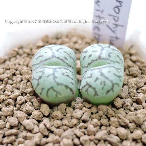 Conophytum wittebergense - 画像 (3)