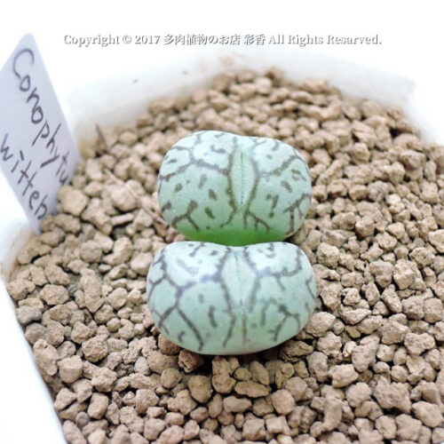 Conophytum wittebergense - 画像 (4)