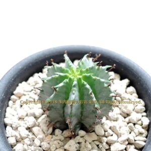 ユーフォルビア 白肌ホリダ