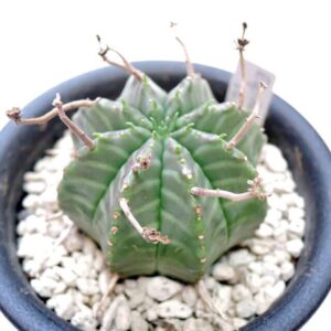ユーフォルビア バリダ