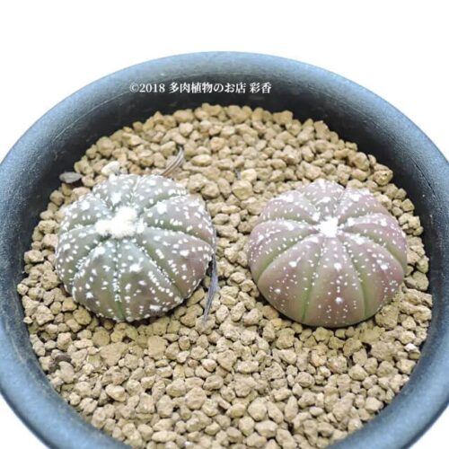 サボテン 赤花兜 2本 - 画像 (2)