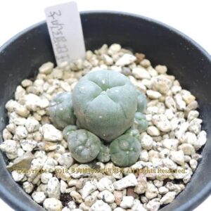 サボテン 仔吹き烏羽玉