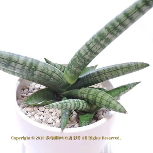 ドラセナ・ボンセレンシス - 画像 (2)
