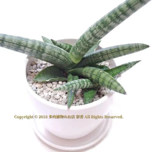 ドラセナ・ボンセレンシス - 画像 (3)