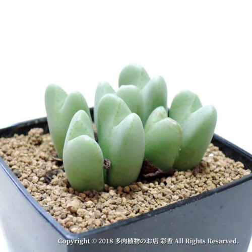 コノフィツム 花園