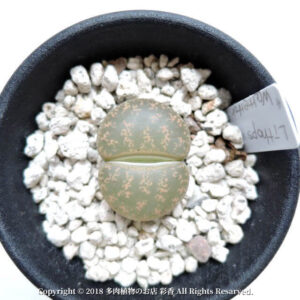Lithops lesliei ssp. lesliei v. lesliei (Warrenton form) （C005）