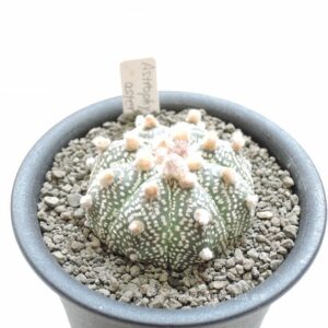 サボテン 兜丸