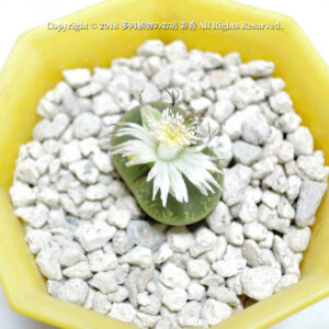 Lithops lesliei Albinilca（c036A）