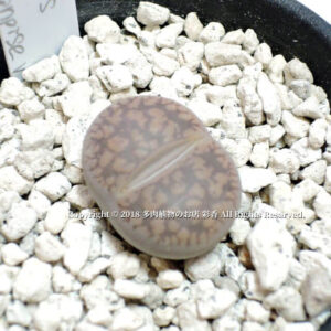 Lithops aucampiae v. aucampiae（C334）