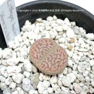 Lithops hookeri v. vermiculate（CN15.2.5）