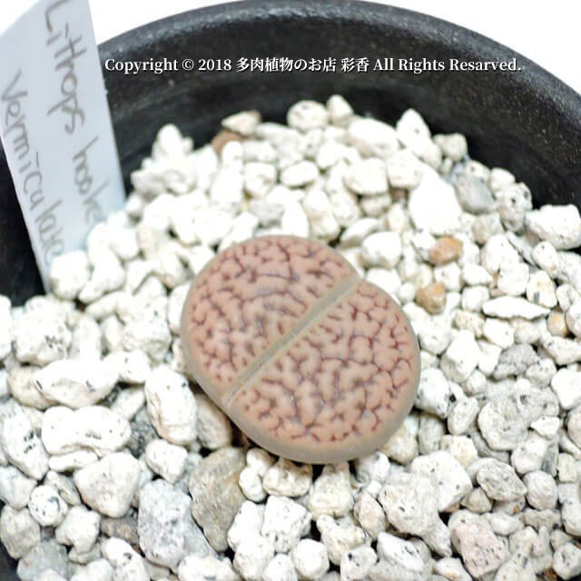 Lithops hookeri v. vermiculate(CN15.2.5)