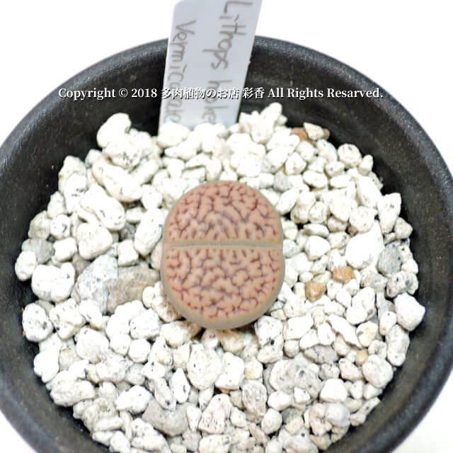Lithops hookeri v. vermiculate(CN15.2.5) - 画像 (2)