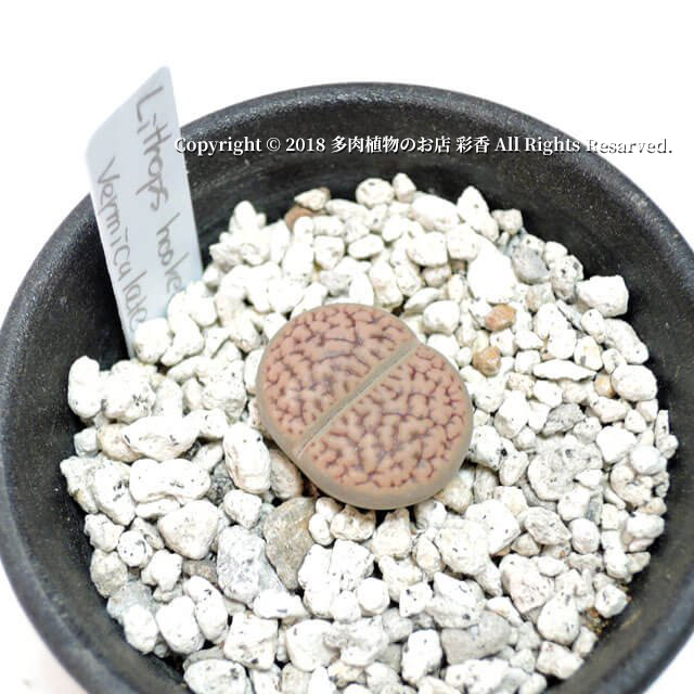 Lithops hookeri v. vermiculate(CN15.2.5) - 画像 (3)