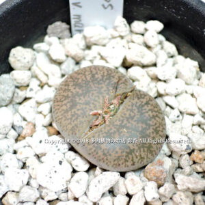 Lithops lesliei var. mariae (C141)