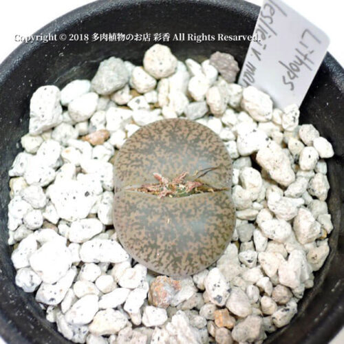 Lithops lesliei var. mariae (C141) - 画像 (2)