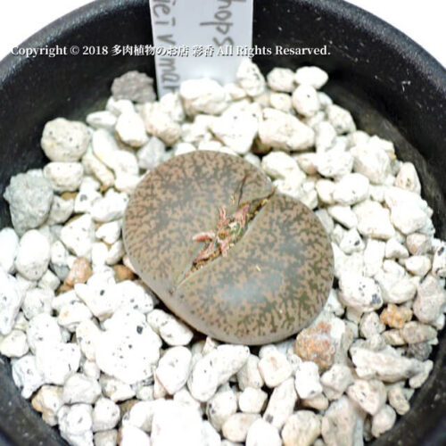 Lithops lesliei var. mariae (C141) - 画像 (3)