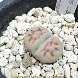 Lithops karasmontana (C227)
