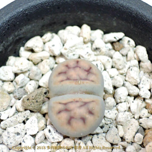 Lithops karasmontana (C227) - 画像 (2)