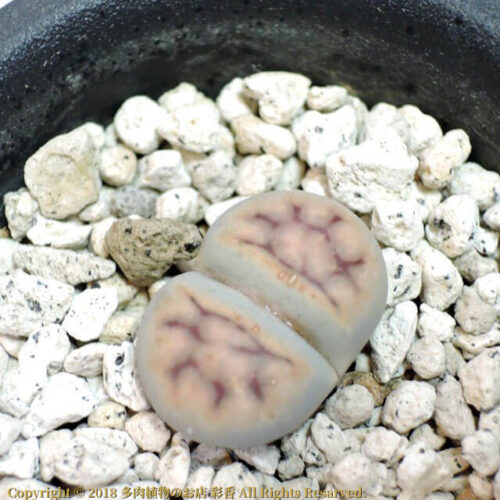 Lithops karasmontana (C227) - 画像 (3)