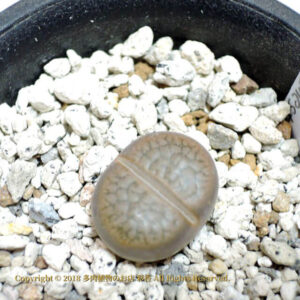 Lithops hookeri v. subfenestrata (C175)