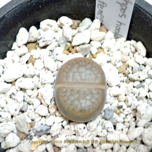Lithops hookeri v. subfenestrata (C175) - 画像 (2)