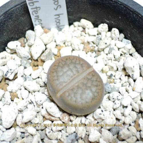Lithops hookeri v. subfenestrata (C175) - 画像 (3)