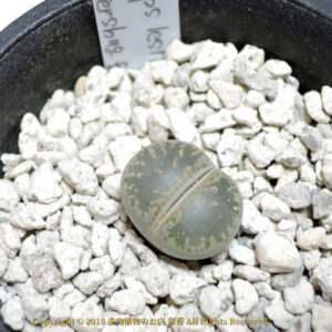 Lithops lesliei ssp. lesliei v. lesliei (Pietersburg Form)  (C030)